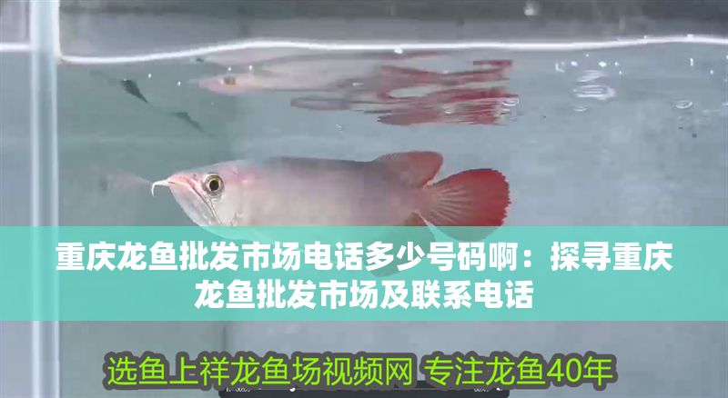 重慶龍魚批發(fā)市場電話多少號碼啊：探尋重慶龍魚批發(fā)市場及聯(lián)系電話
