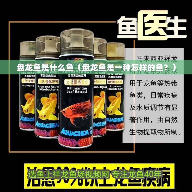 盤龍魚是什么魚（盤龍魚是一種怎樣的魚？）