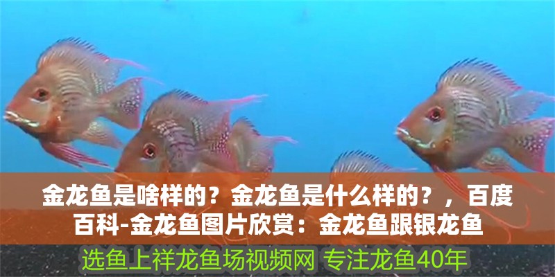 金龍魚是啥樣的？金龍魚是什么樣的？，百度百科-金龍魚圖片欣賞：金龍魚跟銀龍魚