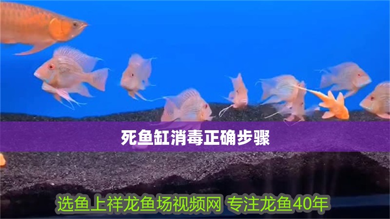死魚缸消毒正確步驟 死魚缸消毒正確步驟 龍魚論壇