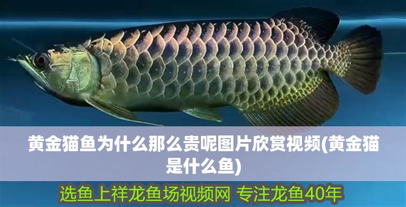 黃金貓魚為什么那么貴呢圖片欣賞視頻(黃金貓是什么魚)