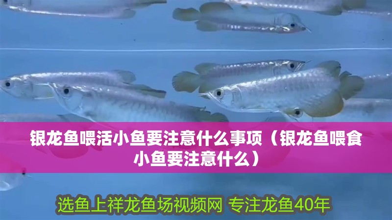銀龍魚喂活小魚要注意什么事項（銀龍魚喂食小魚要注意什么）