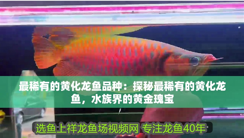最稀有的黃化龍魚品種：探秘最稀有的黃化龍魚，水族界的黃金瑰寶