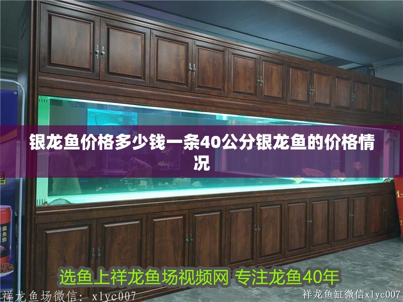 銀龍魚價(jià)格多少錢一條40公分銀龍魚的價(jià)格情況 銀龍魚價(jià)格多少錢一條40公分銀龍魚的價(jià)格情況 銀龍魚百科