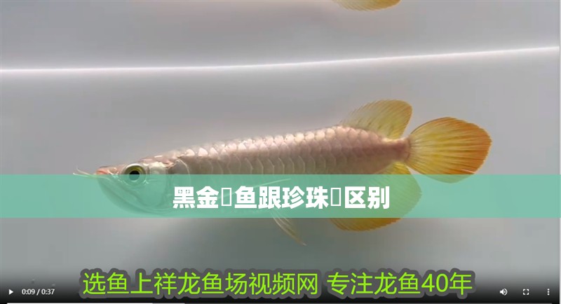 黑金魟魚跟珍珠魟區別 黑金魟魚跟珍珠魟區別 龍魚論壇