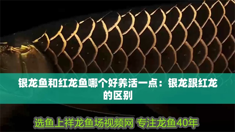 銀龍魚和紅龍魚哪個好養活一點：銀龍跟紅龍的區別