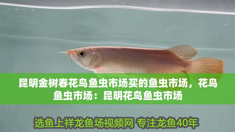 昆明金樹春花鳥魚蟲市場買的魚蟲市場，花鳥魚蟲市場：昆明花鳥魚蟲市場