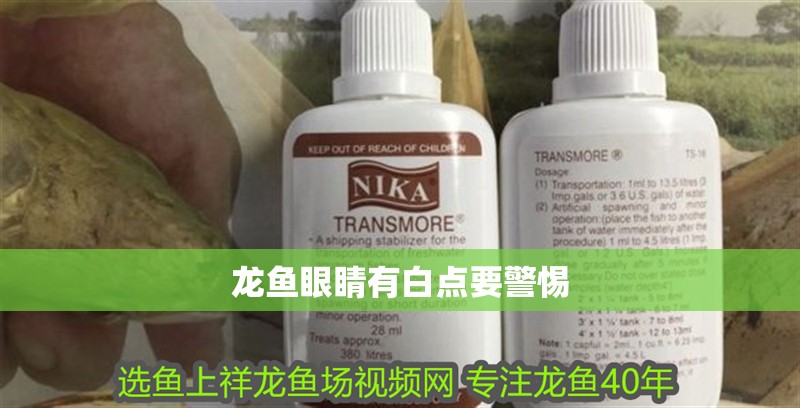 龍魚眼睛有白點要警惕