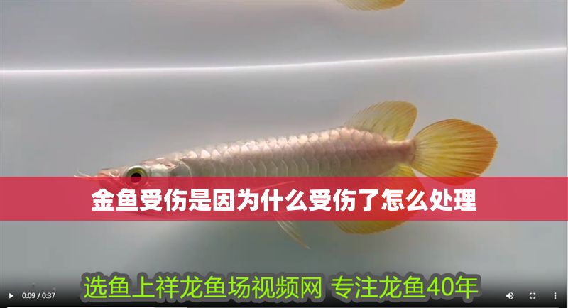 金魚(yú)受傷是因?yàn)槭裁词軅嗽趺刺幚? title=