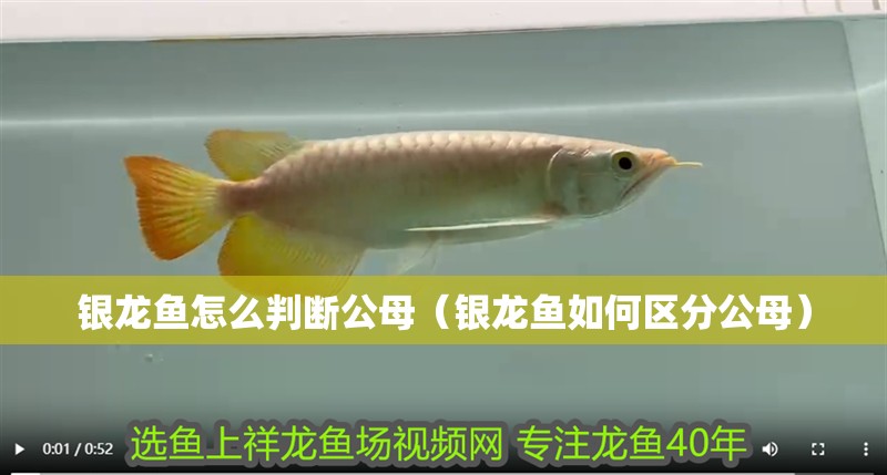 銀龍魚怎么判斷公母（銀龍魚如何區分公母）