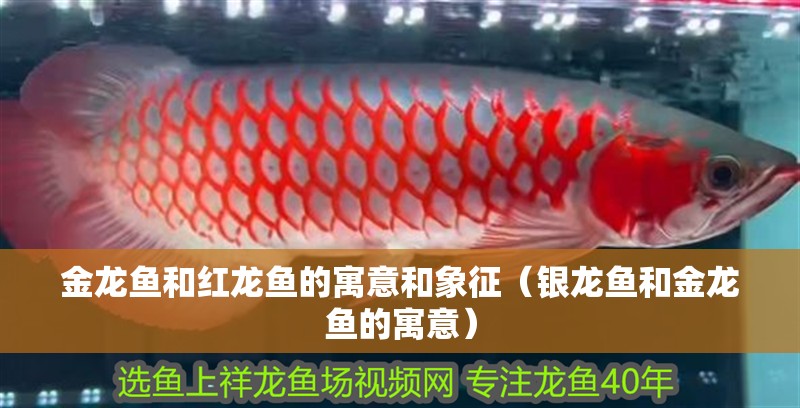 金龍魚和紅龍魚的寓意和象征（銀龍魚和金龍魚的寓意）