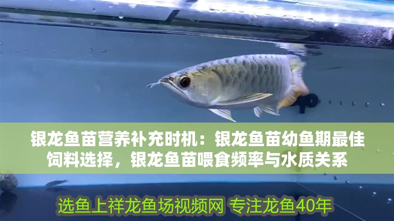 銀龍魚苗營養補充時機：銀龍魚苗幼魚期最佳飼料選擇，銀龍魚苗喂食頻率與水質關系