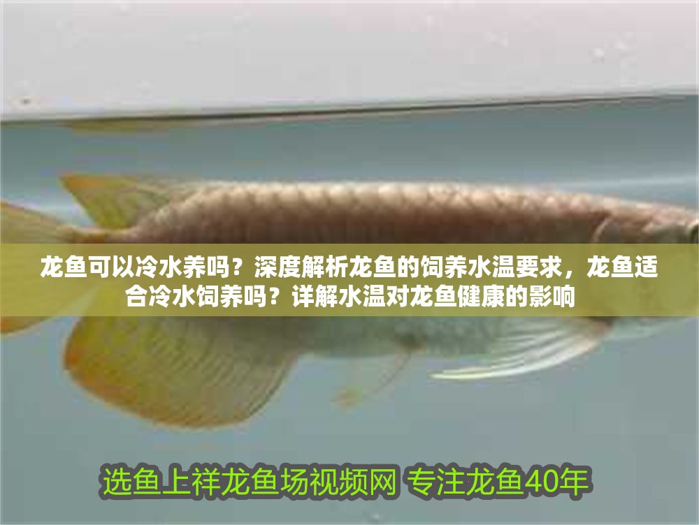 龍魚可以冷水養嗎？深度解析龍魚的飼養水溫要求，龍魚適合冷水飼養嗎？詳解水溫對龍魚健康的影響