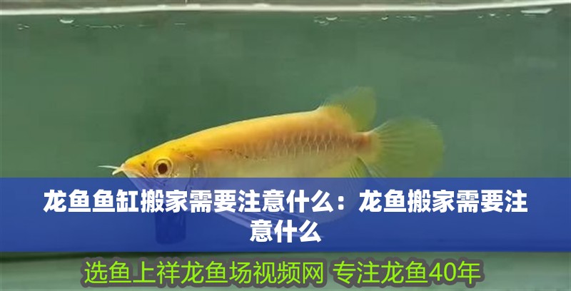 龍魚魚缸搬家需要注意什么：龍魚搬家需要注意什么 龍魚魚缸搬家需要注意什么：龍魚搬家需要注意什么 龍魚百科
