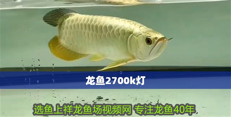龍魚2700k燈