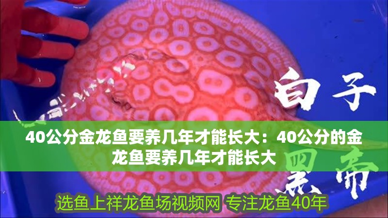 龍魚怕什么 40公分金龍魚要養(yǎng)幾年才能長大:40公分的金龍魚要養(yǎng)幾年才能長大 龍魚百科 40公分金龍魚要養(yǎng)幾年才能長大:40公分的金龍魚要養(yǎng)幾年才能長大 40公分金龍魚要養(yǎng)幾年才能長大:40公分的金龍魚要養(yǎng)幾年才能長大 龍魚百科