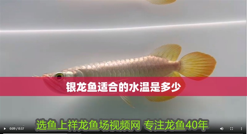 銀龍魚適合的水溫是多少
