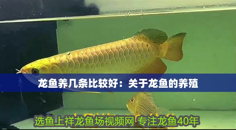 龍魚養(yǎng)幾條比較好：關(guān)于龍魚的養(yǎng)殖 龍魚養(yǎng)幾條比較好：關(guān)于龍魚的養(yǎng)殖 龍魚百科