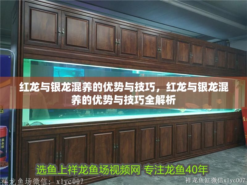 紅龍與銀龍混養的優勢與技巧，紅龍與銀龍混養的優勢與技巧全解析 紅龍與銀龍混養的優勢與技巧，紅龍與銀龍混養的優勢與技巧全解析 龍魚百科 第1張