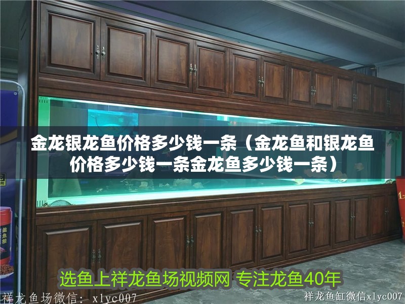 印尼虎魚多少溫度飼養最好:印尼虎魚多少溫度飼養最好印尼虎魚多少溫度飼養最好 金龍銀龍魚價格多少錢一條(金龍魚和銀龍魚價格多少錢一條金龍魚多少錢一條) 龍魚百科 金龍銀龍魚價格多少錢一條(金龍魚和銀龍魚價格多少錢一條金龍魚多少錢一條) 金龍銀龍魚價格多少錢一條(金龍魚和銀龍魚價格多少錢一條金龍魚多少錢一條) 龍魚百科