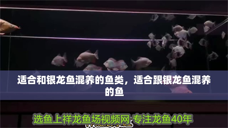 適合和銀龍魚(yú)混養(yǎng)的魚(yú)類，適合跟銀龍魚(yú)混養(yǎng)的魚(yú)