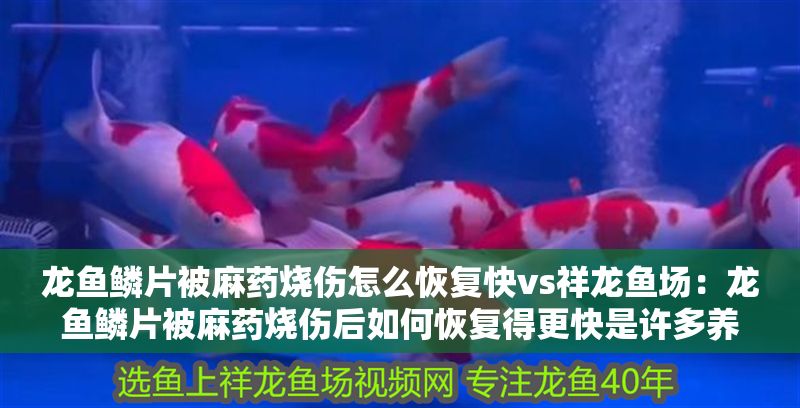 龍魚鱗片被麻藥燒傷怎么恢復快vs祥龍魚場：龍魚鱗片被麻藥燒傷后如何恢復得更快是許多養魚愛好者關注的問題