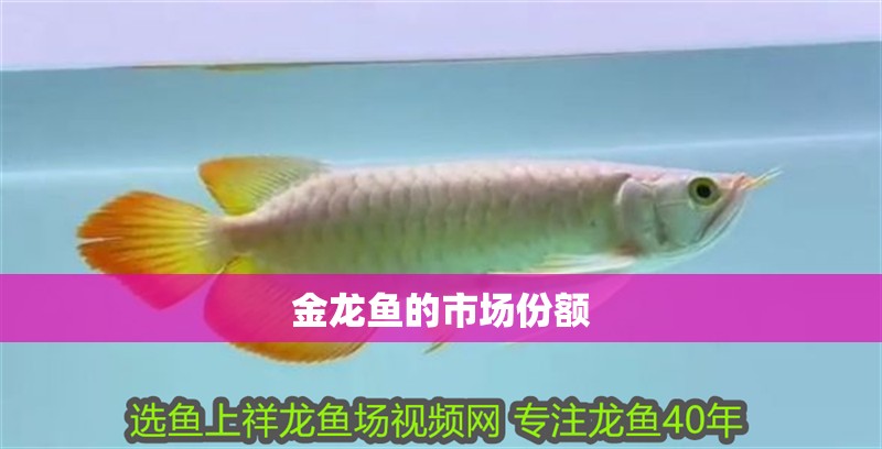 金龍魚的市場份額