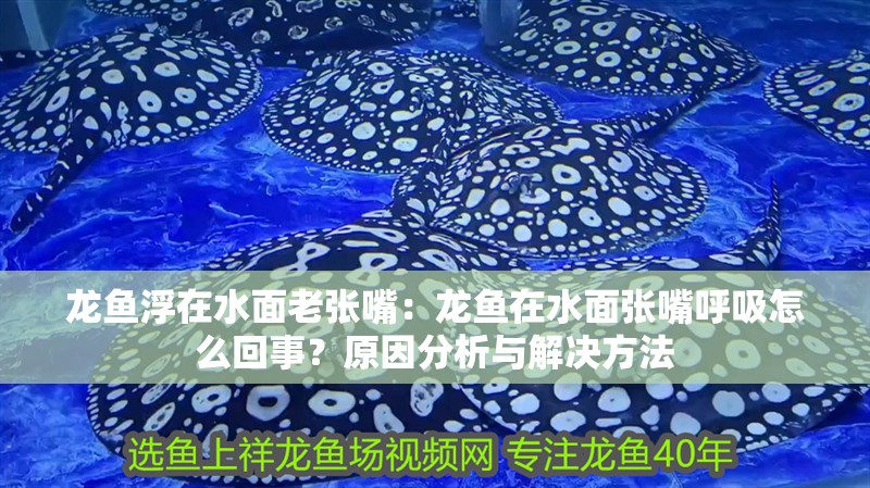 龍魚浮在水面老張嘴：龍魚在水面張嘴呼吸怎么回事？原因分析與解決方法