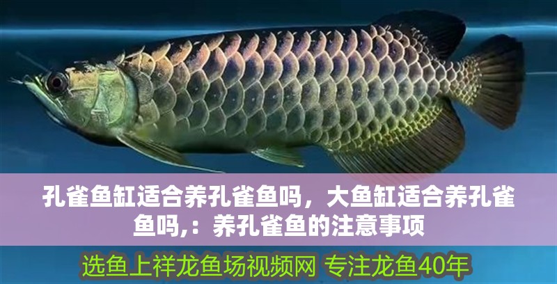 孔雀魚缸適合養(yǎng)孔雀魚嗎，大魚缸適合養(yǎng)孔雀魚嗎,：養(yǎng)孔雀魚的注意事項