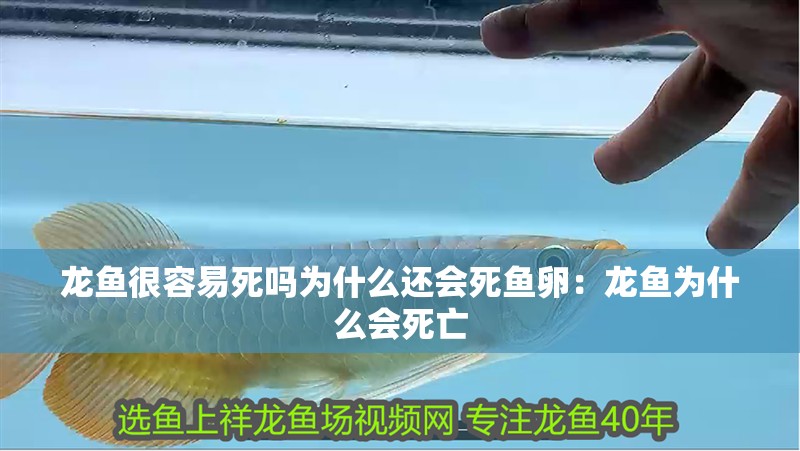 龍魚很容易死嗎為什么還會死魚卵：龍魚為什么會死亡
