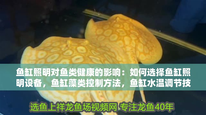 魚缸照明對魚類健康的影響：如何選擇魚缸照明設備，魚缸藻類控制方法，魚缸水溫調節技巧