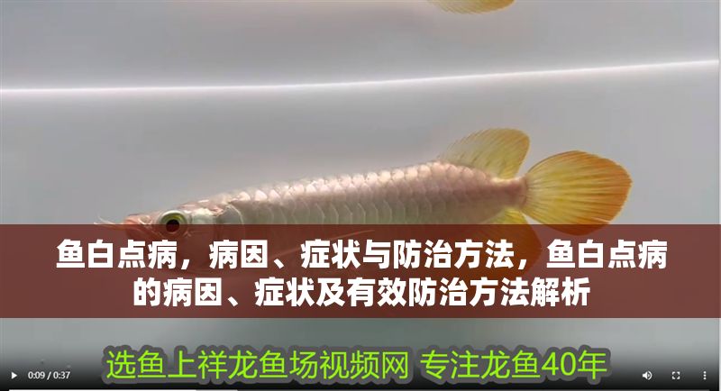 魚白點(diǎn)病,病因、癥狀與防治方法,魚白點(diǎn)病的病因、癥狀及有效防治方法解析 龍魚常見疾病 第1張 魚白點(diǎn)病,病因、癥狀與防治方法,魚白點(diǎn)病的病因、癥狀及有效防治方法解析 魚白點(diǎn)病,病因、癥狀與防治方法,魚白點(diǎn)病的病因、癥狀及有效防治方法解析 龍魚常見疾病 第1張