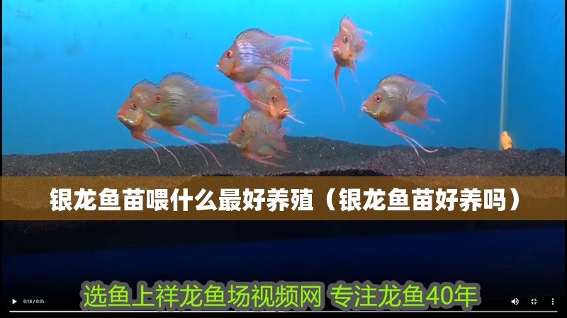 銀龍魚苗喂什么最好養(yǎng)殖（銀龍魚苗好養(yǎng)嗎）