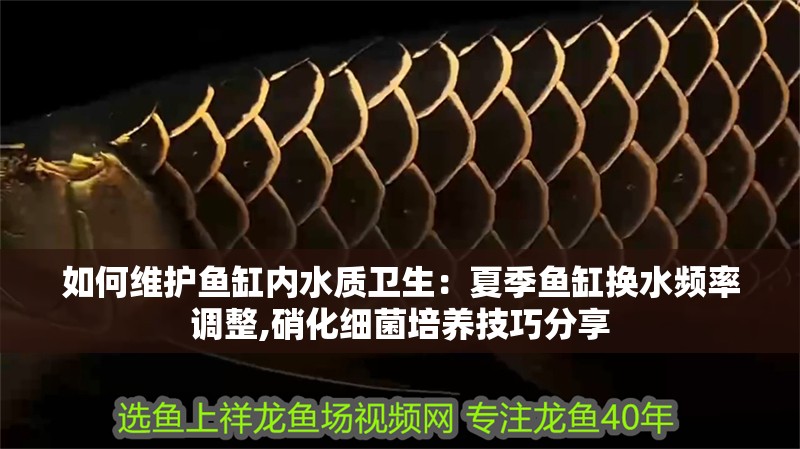 如何維護(hù)魚缸內(nèi)水質(zhì)衛(wèi)生：夏季魚缸換水頻率調(diào)整,硝化細(xì)菌培養(yǎng)技巧分享 如何維護(hù)魚缸內(nèi)水質(zhì)衛(wèi)生：夏季魚缸換水頻率調(diào)整,硝化細(xì)菌培養(yǎng)技巧分享 魚缸百科