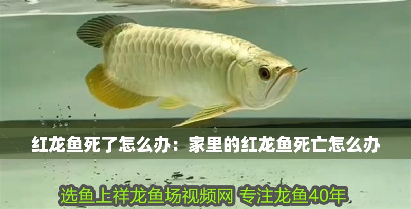紅龍魚死了怎么辦：家里的紅龍魚死亡怎么辦