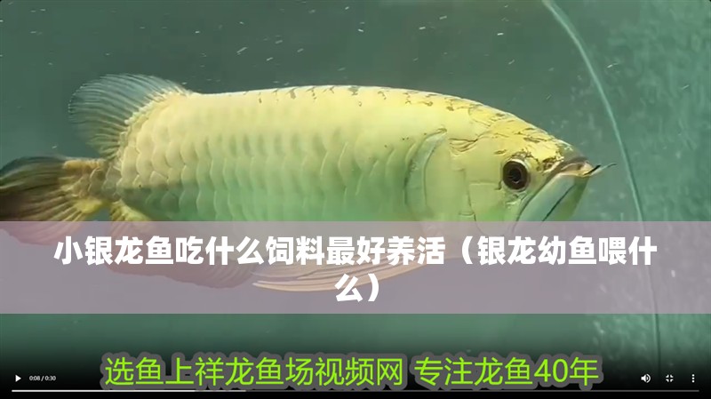 小銀龍魚吃什么飼料最好養活（銀龍幼魚喂什么）
