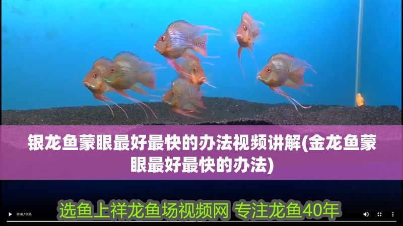 銀龍魚蒙眼最好最快的辦法視頻講解(金龍魚蒙眼最好最快的辦法)