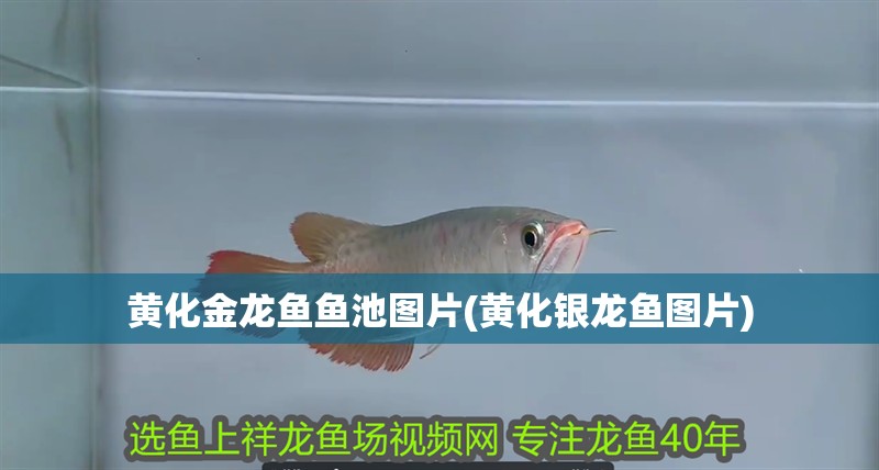 黃化金龍魚魚池圖片(黃化銀龍魚圖片)
