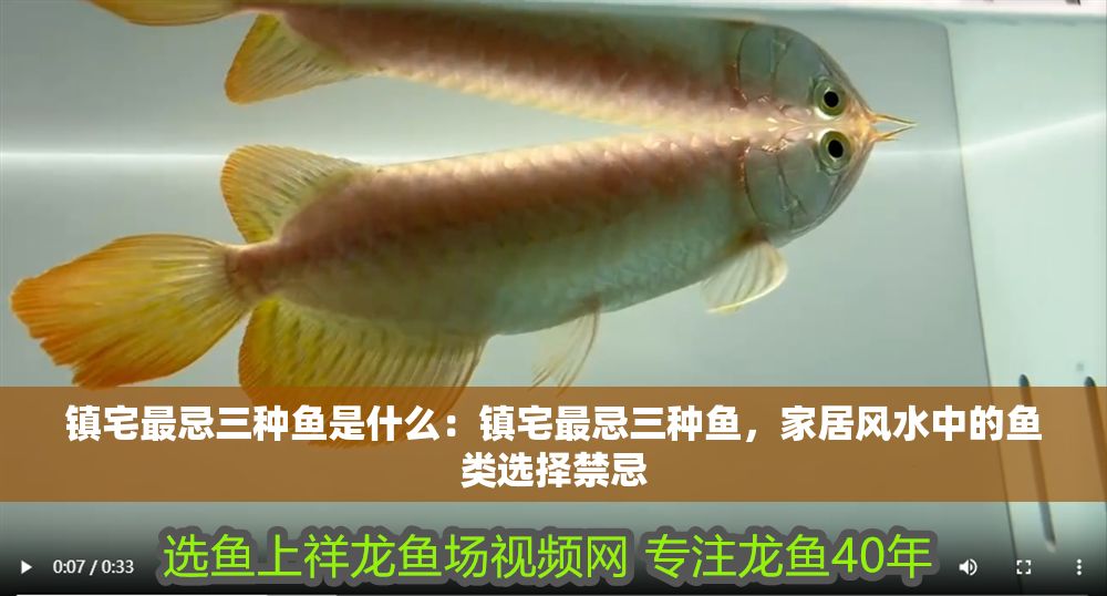 鎮宅最忌三種魚是什么：鎮宅最忌三種魚，家居風水中的魚類選擇禁忌
