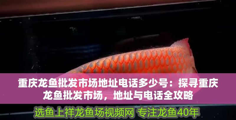 重慶龍魚批發(fā)市場地址電話多少號：探尋重慶龍魚批發(fā)市場，地址與電話全攻略