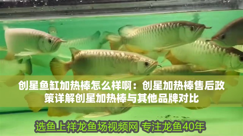 紅龍魚用黃燈烤有用嗎 創星魚缸加熱棒怎么樣啊:創星加熱棒售后政策詳解創星加熱棒與其他品牌對比 魚缸百科 創星魚缸加熱棒怎么樣啊:創星加熱棒售后政策詳解創星加熱棒與其他品牌對比 創星魚缸加熱棒怎么樣啊:創星加熱棒售后政策詳解創星加熱棒與其他品牌對比 魚缸百科