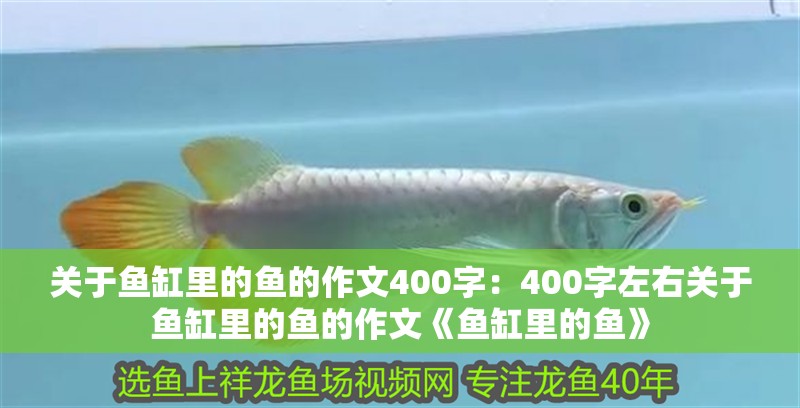 龍魚怕什么 關于魚缸里的魚的作文400字:400字左右關于魚缸里的魚的作文《魚缸里的魚》 魚缸百科 關于魚缸里的魚的作文400字:400字左右關于魚缸里的魚的作文《魚缸里的魚》 關于魚缸里的魚的作文400字:400字左右關于魚缸里的魚的作文《魚缸里的魚》 魚缸百科