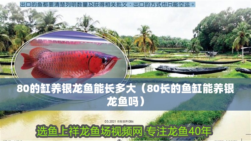 80的缸養銀龍魚能長多大（80長的魚缸能養銀龍魚嗎）