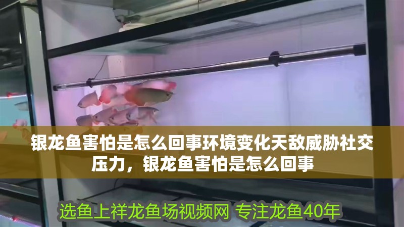 銀龍魚害怕是怎么回事環境變化天敵威脅社交壓力，銀龍魚害怕是怎么回事