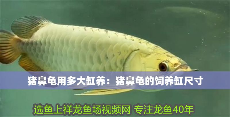 豬鼻龜用多大缸養(yǎng)：豬鼻龜?shù)娘曫B(yǎng)缸尺寸