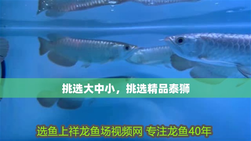 挑選大中小，挑選精品泰獅