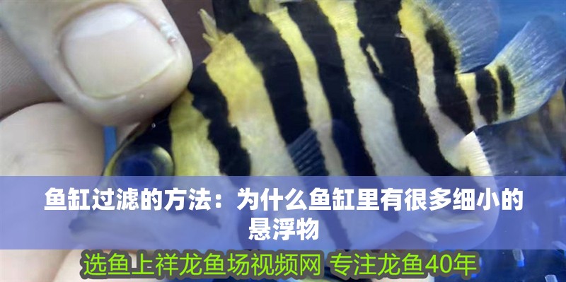 魚缸過濾的方法：為什么魚缸里有很多細小的懸浮物