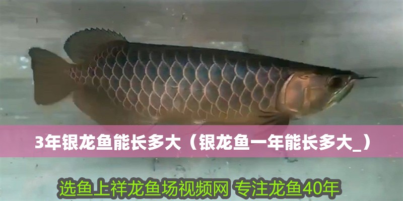 3年銀龍魚能長多大（銀龍魚一年能長多大_）