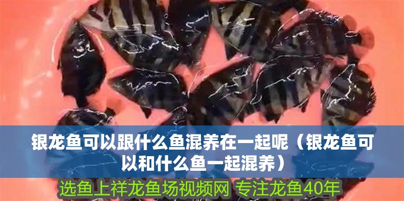 銀龍魚可以跟什么魚混養(yǎng)在一起呢（銀龍魚可以和什么魚一起混養(yǎng)）