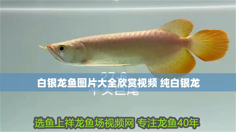 白銀龍魚圖片大全欣賞視頻 純白銀龍